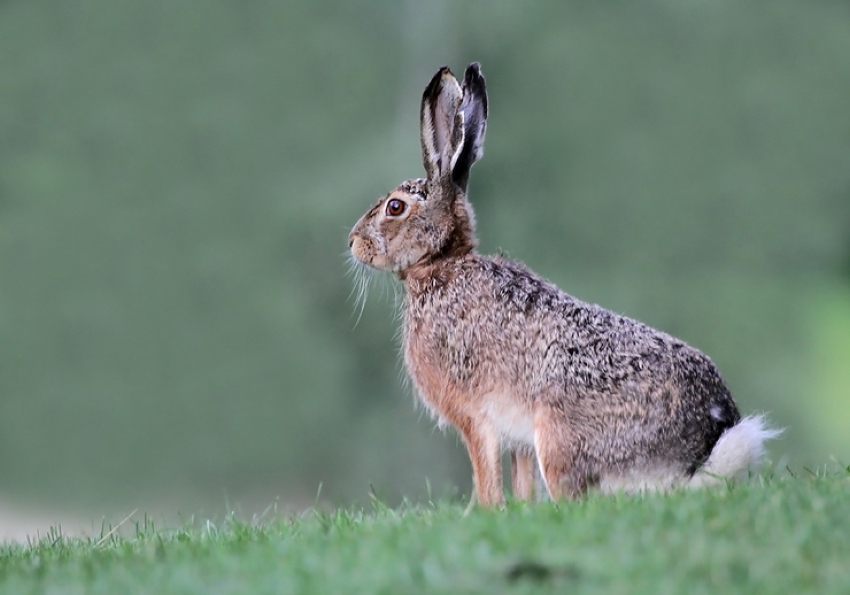 mezei nyúl - vadkárbecslő