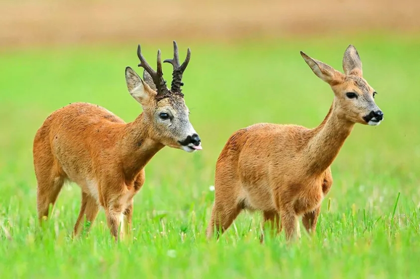 őzbak és suta - vadkárbecslő