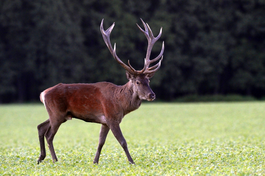 szarvasbika - vadkárbecslő